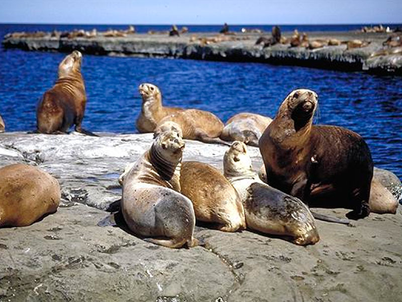 Excursión a Punta Loma - Ualan Tour